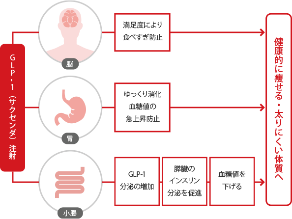 痩身治療ホルモン「GLP-1」