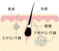 ワキガとは