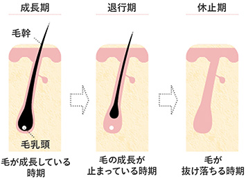 毛周期について